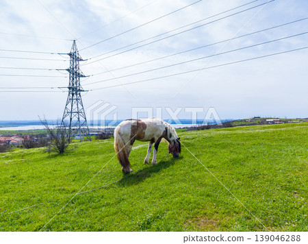 Horse grazes on green grass near electric towers by a large body of water on a clear day in the countryside Horse grazes on green grass near electric towers by a large body of water on a clear day in the countryside 139046288