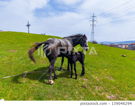 Horse and foal stand on green grass in rural area with powerlines in the background during daytime Horse and foal stand on green grass in rural area with powerlines in the background during daytime 139046294