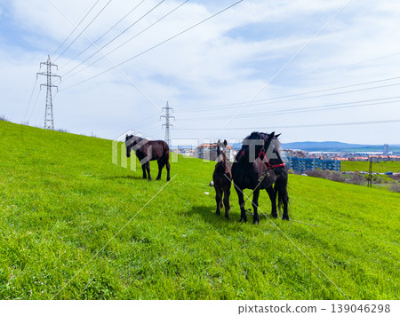 Horses standing in green field near power lines with buildings in the background during daytime Horses standing in green field near power lines with buildings in the background during daytime 139046298