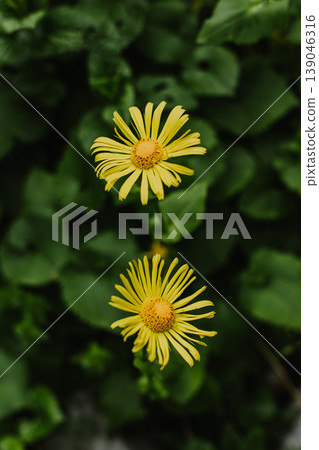Beautiful yellow flowers Doronicum in a mountain forest. Beautiful yellow flowers Doronicum in a mountain forest. 139046316
