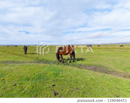 Horses graze on a grassy field while birds gather on their backs under a blue sky with clouds in a rural area during daytime Horses graze on a grassy field while birds gather on their backs under a blue sky with clouds in a rural area during daytime 139046451
