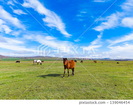 Horses graze on a green field under a blue sky with clouds in the distance during a sunny day Horses graze on a green field under a blue sky with clouds in the distance during a sunny day 139046454