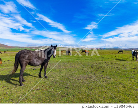 Horses graze in an open field under a blue sky with clouds in the background on a sunny day in a rural area Horses graze in an open field under a blue sky with clouds in the background on a sunny day in a rural area 139046462