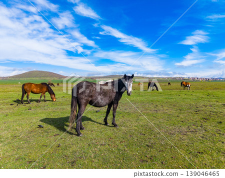 Many horses graze in a green field under a bright blue sky in the countryside during the day Many horses graze in a green field under a bright blue sky in the countryside during the day 139046465