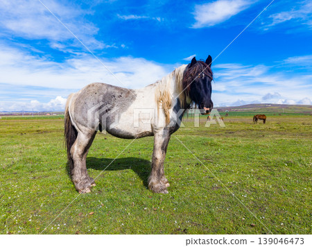 Horse stands on green grass under blue sky with clouds in rural area during daytime with other horses nearby Horse stands on green grass under blue sky with clouds in rural area during daytime with other horses nearby 139046473