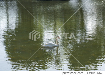 Mute Swans at the Imperial Palace 03 Mute Swans at the Imperial Palace 03 139046662