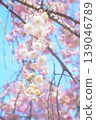 Weeping cherry blossoms that shine against the blue sky 139046789