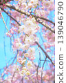 Weeping cherry blossoms that shine against the blue sky 139046790