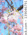Weeping cherry blossoms that shine against the blue sky 139046791