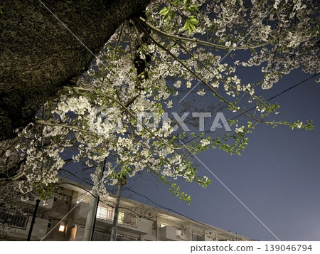Cherry blossoms in full bloom stand out against the white night sky of the city, alongside the scenery of a residential area. Cherry blossoms in full bloom stand out against the white night sky of the city, alongside the scenery of a residential area. 139046794