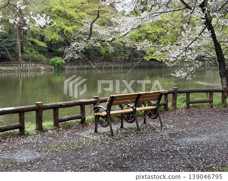 A bench by the lake in Inokashira Park, with cherry blossoms falling – a spring respite. A bench by the lake in Inokashira Park, with cherry blossoms falling – a spring respite. 139046795