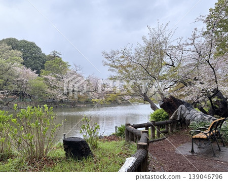 井之頭公園:櫻花枝和翠綠的植物倒映在湖面上,構成了一幅美麗的畫面。 井之頭公園:櫻花枝和翠綠的植物倒映在湖面上,構成了一幅美麗的畫面。 139046796