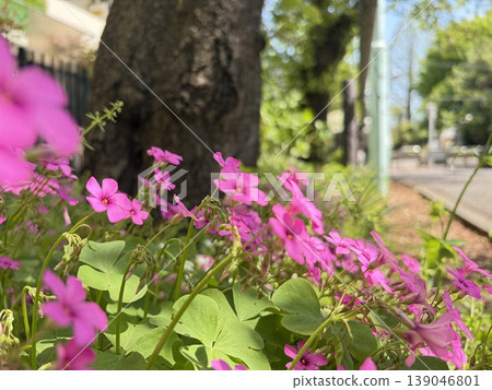 陽光明媚的路邊,紫花酢漿草(Oxalis)盛開。 陽光明媚的路邊,紫花酢漿草(Oxalis)盛開。 139046801