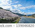 A landscape photograph of cherry trees in full bloom along the clear Nagara River against a backdrop of a bright blue sky. [Gujō City, Gifu Prefecture] 139046820