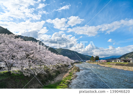湛藍的天空映襯著清澈的長良川兩岸盛開的櫻花，構成了一幅美麗的風景照片。 [岐阜縣郡上市] 139046820