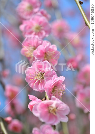 田上梅花公園(新潟縣田上町)的垂梅 田上梅花公園(新潟縣田上町)的垂梅 139046880