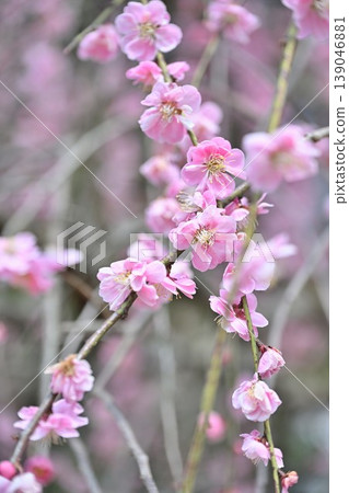 田上梅花公園（新潟縣田上町）的垂梅 139046881