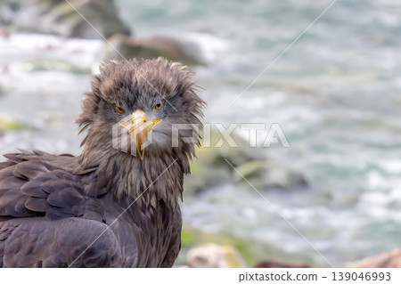 Portrait of osprey posing on a cliff above the sea. Portrait of osprey posing on a cliff above the sea. 139046993