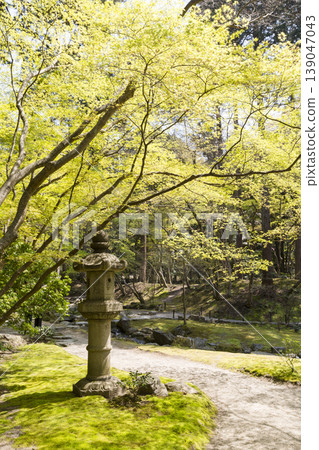 A spring path and stone lanterns 139047043