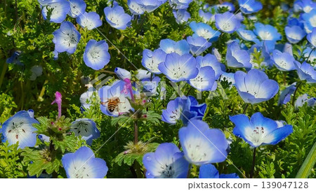 Nemophila and a honeybee 139047128