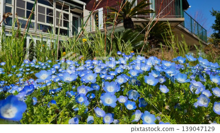 Nemophila Nemophila 139047129