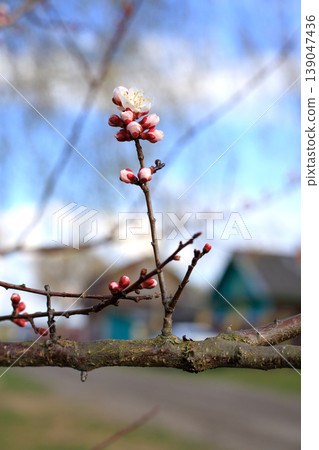Apricot tree at the early flowering stage. Close-up of pink buds and white petals on a fruit branch. Vertical format Apricot tree at the early flowering stage. Close-up of pink buds and white petals on a fruit branch. Vertical format 139047436