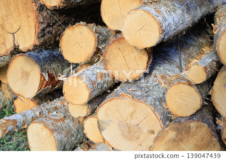 Texture of felled birch logs stacked on the ground. Stacked tree trunks with wood texture after logging. 139047439