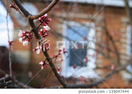Apricot tree branches covered with pink buds and white flowers. Seasonal fruit tree in bloom in early spring. Apricot tree branches covered with pink buds and white flowers. Seasonal fruit tree in bloom in early spring. 139047444