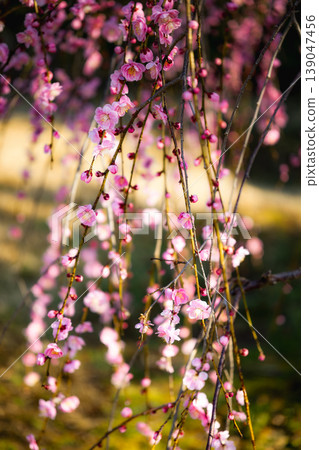 The vibrant pink weeping plum blossoms, bathed in the morning sun, and the light of spring. The vibrant pink weeping plum blossoms, bathed in the morning sun, and the light of spring. 139047456