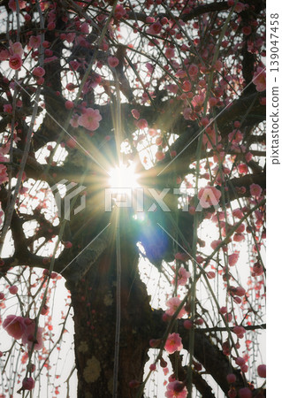 The morning sun's rays pour down on the fully bloomed weeping plum trees, creating a fantastical spring landscape. The morning sun's rays pour down on the fully bloomed weeping plum trees, creating a fantastical spring landscape. 139047458