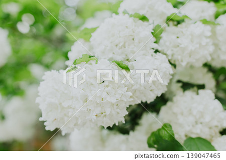 Beautiful branch with white flowers of Viburnum Boule de Neige Roseum in a spring garden. 139047465