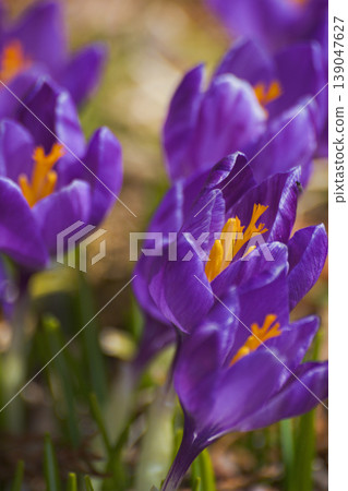 Crocuses that bloom in early spring 139047627
