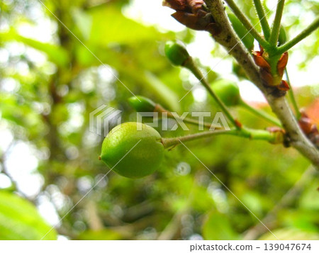 I'm looking forward to seeing cherries ripen I'm looking forward to seeing cherries ripen 139047674