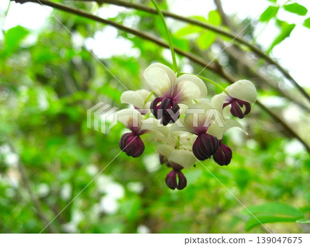 Lovely Akebia flower Lovely Akebia flower 139047675