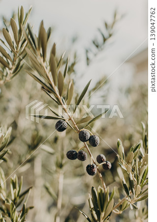 Branches of olive tree with ripe olives in a garden. Selective focus. 139047762
