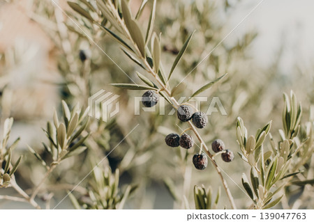 Branches of olive tree with ripe olives in a garden. Selective focus. Branches of olive tree with ripe olives in a garden. Selective focus. 139047763