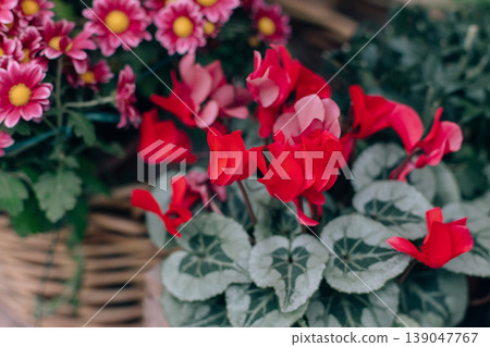 Beautiful pink red cyclamen flowers in a pot at the Flower shop. Beautiful pink red cyclamen flowers in a pot at the Flower shop. 139047767