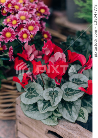 Beautiful Beautiful pink red cyclamen flowers in a pot at the Flower shop. Close up.pink red cyclamen flowers in a pot at the Flower shop. Beautiful Beautiful pink red cyclamen flowers in a pot at the Flower shop. Close up.pink red cyclamen flowers in a pot at the Flower shop. 139047778