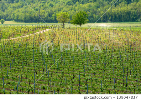 Vineyard rows on hills with green forest background 139047837