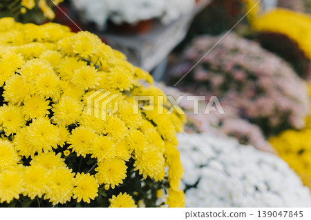 Beautiful yellow Chrysanthemum flowers with a flower shop on a background. Close up. Beautiful yellow Chrysanthemum flowers with a flower shop on a background. Close up. 139047845