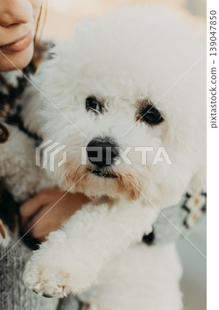Cute Bichon Frise dog in the hands of the owner. Portrait of a little dog. Cute Bichon Frise dog in the hands of the owner. Portrait of a little dog. 139047850