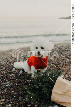 Cute Bichon Frise dog in red sweater on a beach near the sea with Bouquet of spruce branches with Christmas lights in a craft bag. Cute Bichon Frise dog in red sweater on a beach near the sea with Bouquet of spruce branches with Christmas lights in a craft bag. 139047876