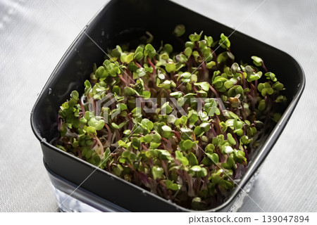 芽苗菜（蔬菜幼苗）的栽培 139047894