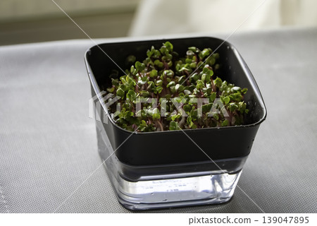 芽苗菜（蔬菜幼苗）的栽培 139047895