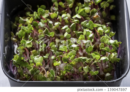 芽苗菜（蔬菜幼苗）的栽培 139047897