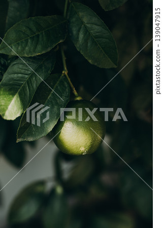 Green lemon on a tree in a garden. Close up. Green lemon on a tree in a garden. Close up. 139047915