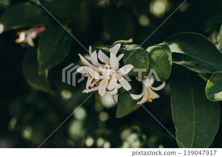 Amazing lemon blossom on a tree in a garden. Close up. Amazing lemon blossom on a tree in a garden. Close up. 139047917