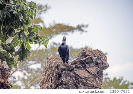 Black vulture perched on rock Panama 139047921