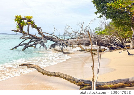 Driftwood and waves beach Panama 139047938