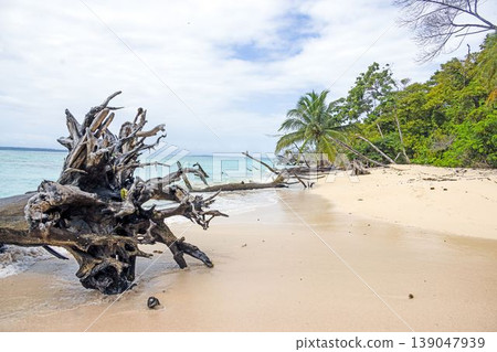 Beach with palm trees Panama Beach with palm trees Panama 139047939